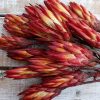 Protea czerwona pąk susz egzotyczny