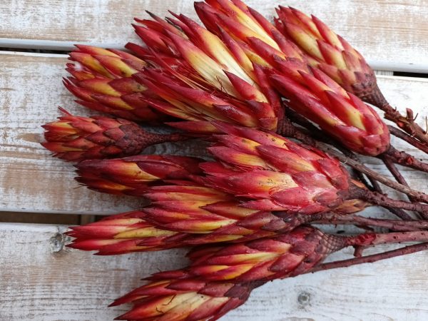Protea czerwona pąk susz egzotyczny