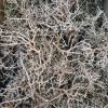 Dry tree naturalne-susz egzotyczny