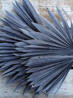Palm sun spear - susz egzotyczny kolor czarny flock