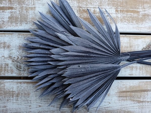 Palm sun spear - susz egzotyczny kolor czarny flock