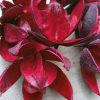Lilly kolor czerwony susz egzotyczny