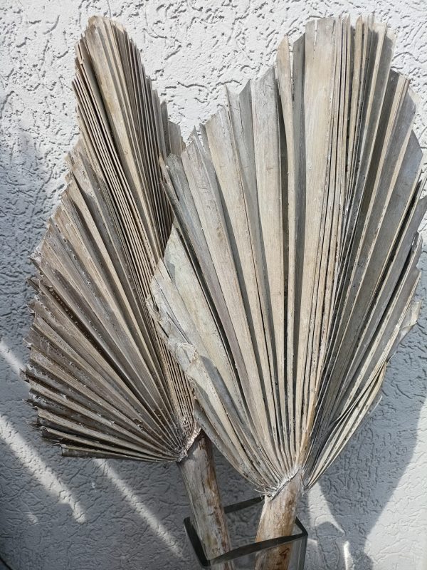 Palm spear king bielony 105 cm-susz egzotyczny