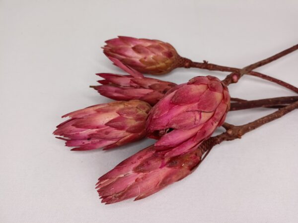 Protea różowa pąk susz egzotyczny