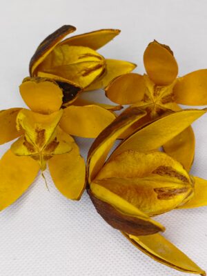 Lilly kolor żółty susz egzotyczny