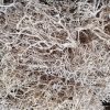 Dry tree wybielane -susz egzotyczny