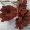 Protea repens-gerbera 8-9 cm susz egzotyczny