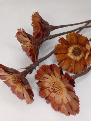 Protea repens-gerbera 8-9 cm susz egzotyczny