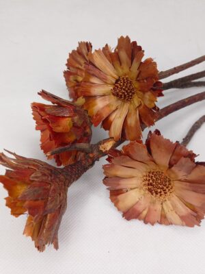 Protea repens-gerbera 6-7 cm susz egzotyczny