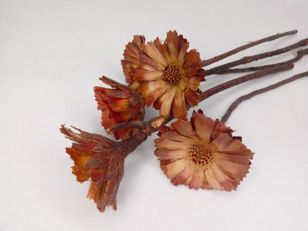 Protea repens-gerbera 6-7 cm susz egzotyczny