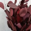 Eukaliptus stabilizowany kolor czerwony 150 gr -susz egzotyczny