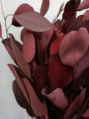 Eukaliptus stabilizowany kolor czerwony 150 gr -susz egzotyczny