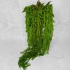 Amarantus zielony extra 50-80 cm