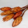 Protea pomarańczowa pąk susz egzotyczny