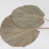 Chain Leaf -liść suszony okrągły 18 cm-19 cm boho