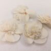 kwiatuszki shola-susz egzotyczny